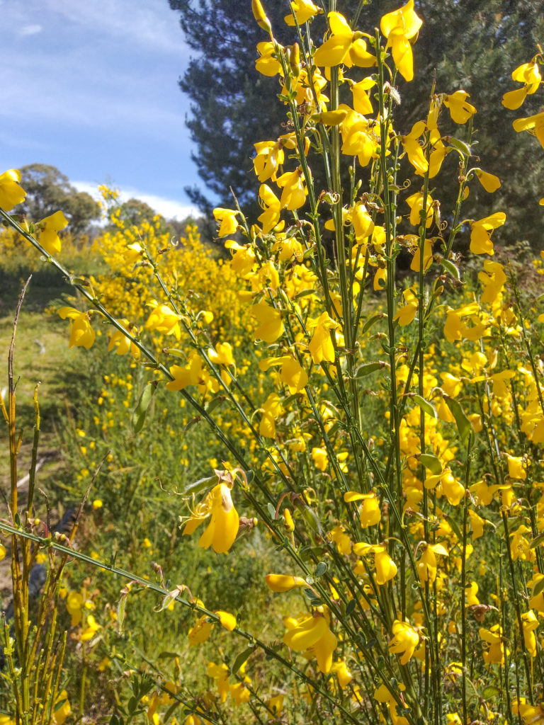 french broom weed in az