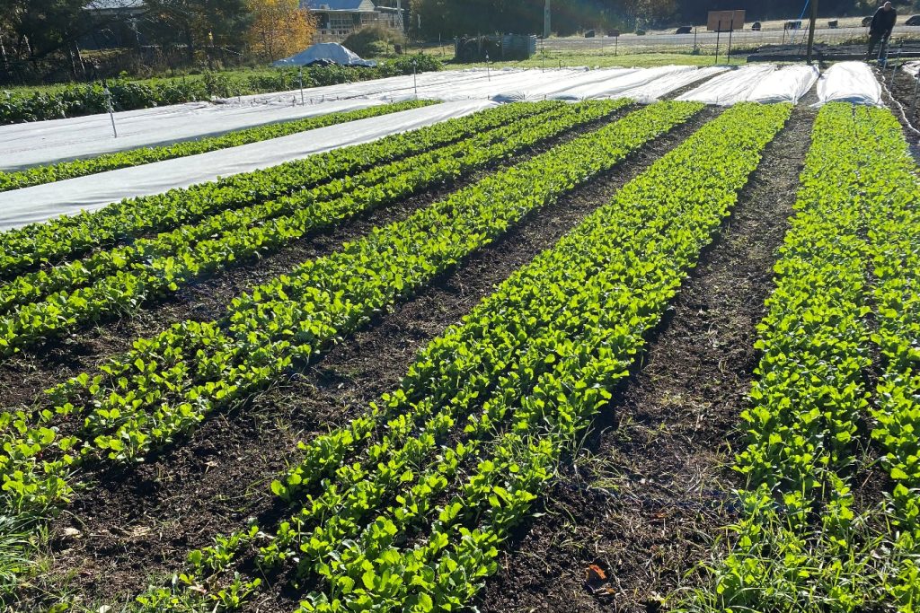 Community garden, Geeveston