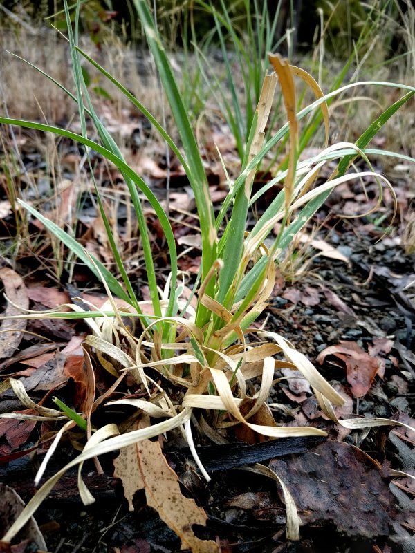 Pampas seedling