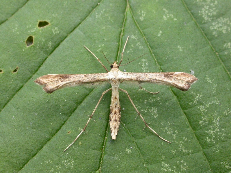 A brown plume moth with slender, elongated wings and thin legs rests on a textured green leaf. The wings are spread wide, revealing their unique feathery structure.