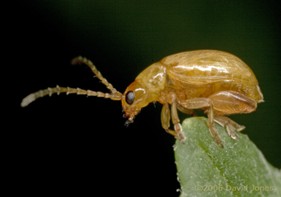 Close-up of a small golden beetle with antennae, perched on the tip of a green leaf against a dark background.