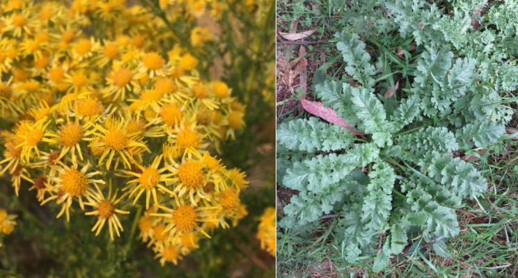 Left side: Close-up of bright yellow wildflowers with thin petals. Right side: Green, leafy plant with serrated edges growing on grassy ground.