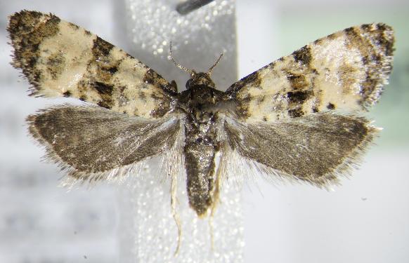 Close-up of a moth with intricate black and white patterns on its wings. The wings are spread out symmetrically, showcasing a mix of dark and light patches. The moths body appears textured and fuzzy.